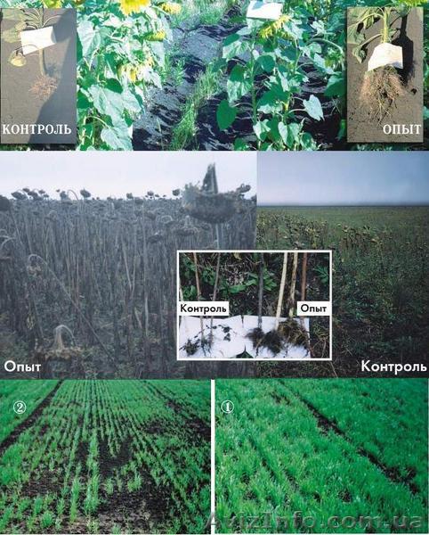 Собственное производство удобрений без химии, пестицидов, ГМО. - <ro>Изображение</ro><ru>Изображение</ru> #1, <ru>Объявление</ru> #4038