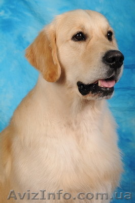 Помогите! Пропала собака! - <ro>Изображение</ro><ru>Изображение</ru> #1, <ru>Объявление</ru> #5263