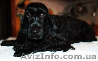 Щенки английского кокер спаниеля - <ro>Изображение</ro><ru>Изображение</ru> #1, <ru>Объявление</ru> #8745