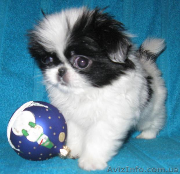 продаются щенки японского хина - <ro>Изображение</ro><ru>Изображение</ru> #1, <ru>Объявление</ru> #10006