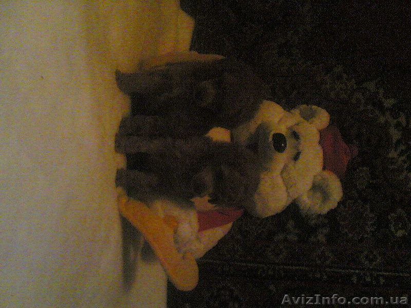 Щенки Карликового Пуделя - <ro>Изображение</ro><ru>Изображение</ru> #1, <ru>Объявление</ru> #9423