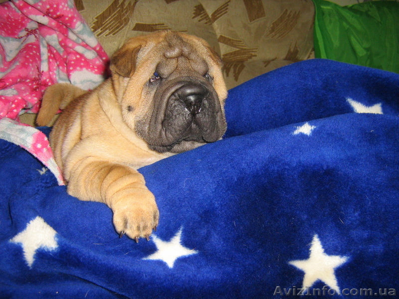 продам щенков шар пея - <ro>Изображение</ro><ru>Изображение</ru> #1, <ru>Объявление</ru> #15700