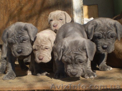 мастино наполетано - <ro>Изображение</ro><ru>Изображение</ru> #1, <ru>Объявление</ru> #13141