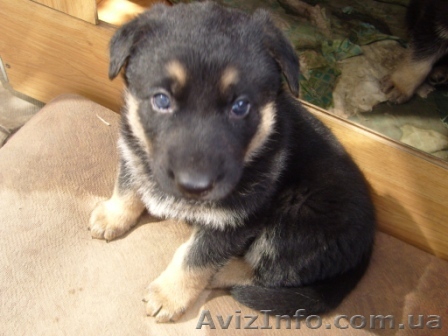 Продам щенков немецкой овчарки - <ro>Изображение</ro><ru>Изображение</ru> #1, <ru>Объявление</ru> #11992