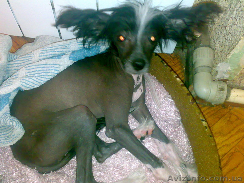 Продам Китайскую хохлатую - <ro>Изображение</ro><ru>Изображение</ru> #1, <ru>Объявление</ru> #24206