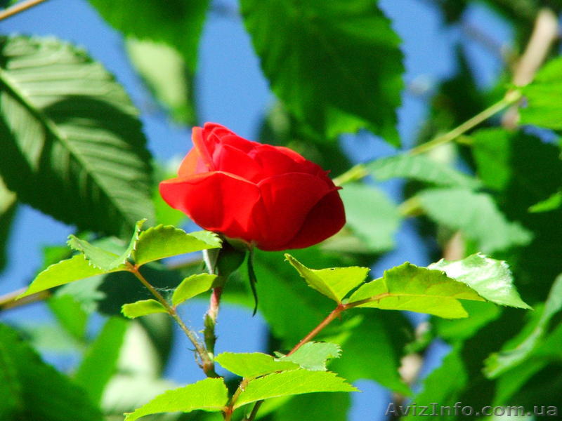 Продажа своей квартиры в  Малиновском районе - <ro>Изображение</ro><ru>Изображение</ru> #1, <ru>Объявление</ru> #20370