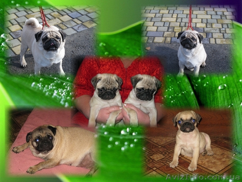 Продам щенков мопса - <ro>Изображение</ro><ru>Изображение</ru> #1, <ru>Объявление</ru> #23018