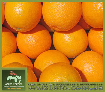 Апельсин Valencia из Египта - <ro>Изображение</ro><ru>Изображение</ru> #1, <ru>Объявление</ru> #26346