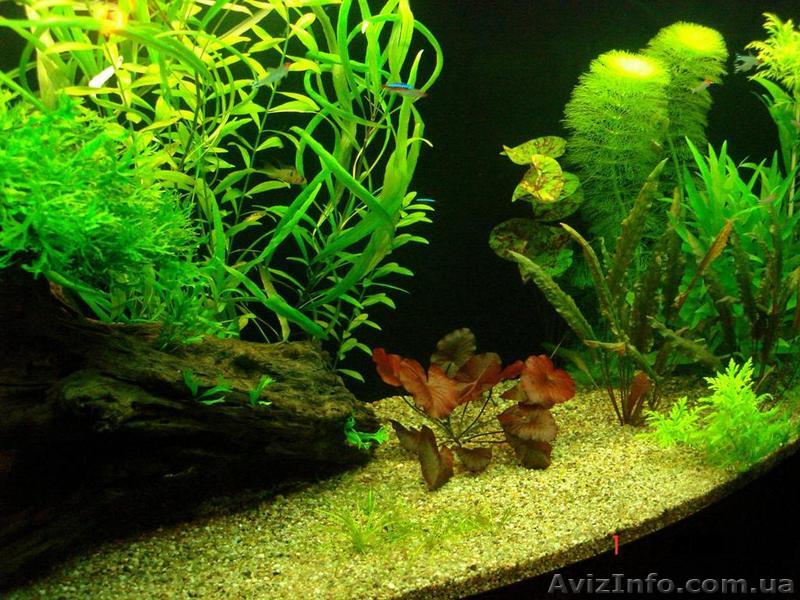 Аквариум, запуск, установка, чистка и обслуживание, оформление. Аквадизайн - <ro>Изображение</ro><ru>Изображение</ru> #1, <ru>Объявление</ru> #33065