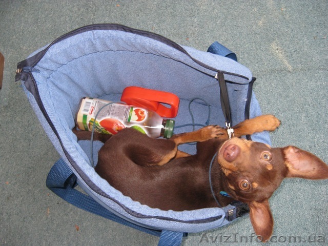 сумка для собачки  - <ro>Изображение</ro><ru>Изображение</ru> #1, <ru>Объявление</ru> #44740