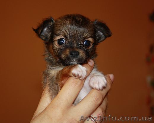 Чихуахуа   мини щенки. - <ro>Изображение</ro><ru>Изображение</ru> #1, <ru>Объявление</ru> #45071