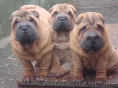 Питомник шар-пеев РИШЕЛЬЕ - <ro>Изображение</ro><ru>Изображение</ru> #1, <ru>Объявление</ru> #41917