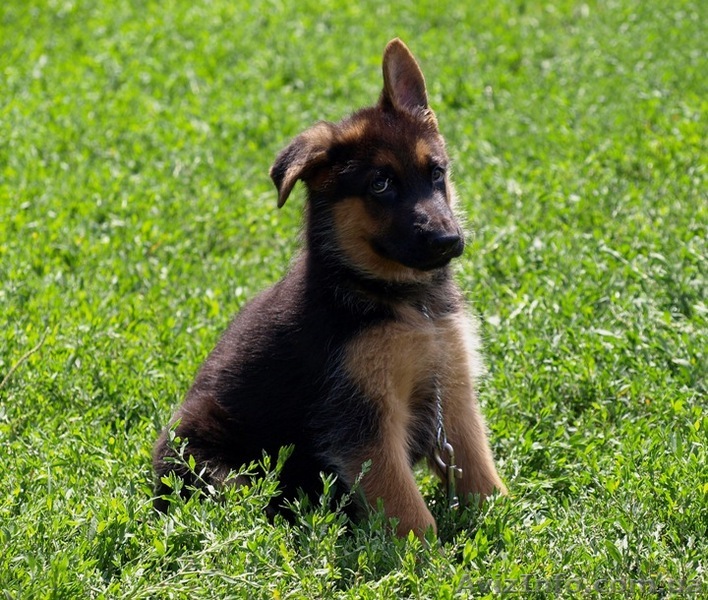 Продажа немецких овчарок - <ro>Изображение</ro><ru>Изображение</ru> #1, <ru>Объявление</ru> #51217