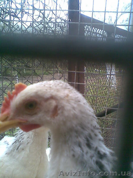 Молодые куры адлер серебристый - <ro>Изображение</ro><ru>Изображение</ru> #1, <ru>Объявление</ru> #48822