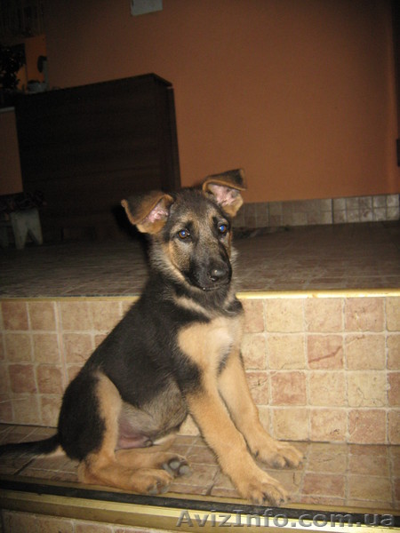 щенков немецкой овчарки - <ro>Изображение</ro><ru>Изображение</ru> #1, <ru>Объявление</ru> #48057