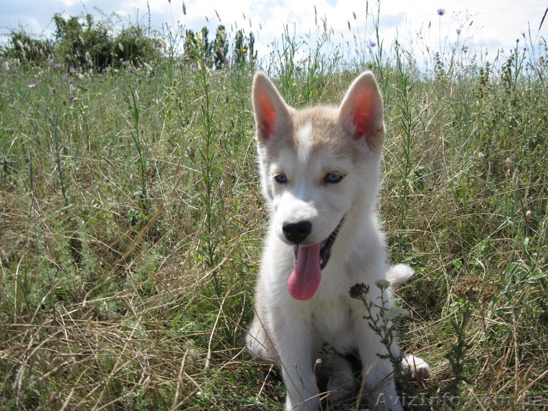 Продается щенок хаски - <ro>Изображение</ro><ru>Изображение</ru> #1, <ru>Объявление</ru> #53569