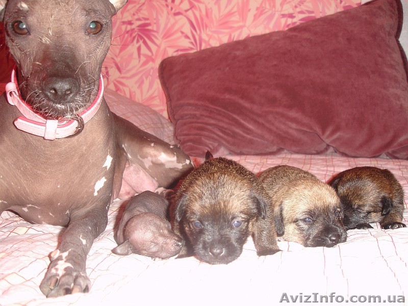 ветеринарные услуги - <ro>Изображение</ro><ru>Изображение</ru> #1, <ru>Объявление</ru> #56068