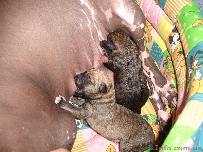 диагностика и лечение кошек и собак - <ro>Изображение</ro><ru>Изображение</ru> #1, <ru>Объявление</ru> #56077