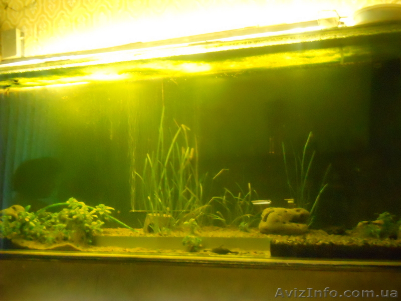 прподам 2 аквариума - <ro>Изображение</ro><ru>Изображение</ru> #1, <ru>Объявление</ru> #67500