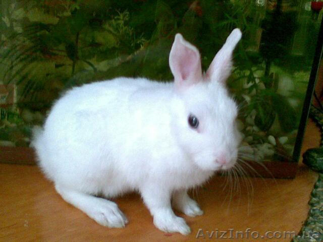 Живой забавный кролик с голубыми глазами - <ro>Изображение</ro><ru>Изображение</ru> #1, <ru>Объявление</ru> #72045