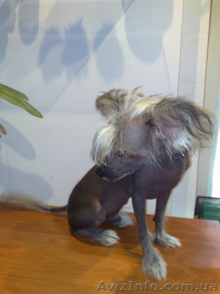 срочно продам китайского породного голого кобелька - <ro>Изображение</ro><ru>Изображение</ru> #1, <ru>Объявление</ru> #66775