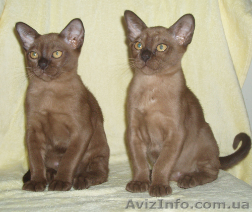 Котята европейской бурмы - <ro>Изображение</ro><ru>Изображение</ru> #1, <ru>Объявление</ru> #72264
