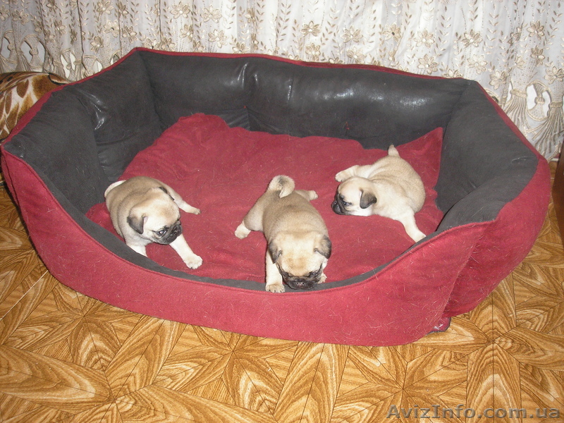 ПРОДАЮ ЩЕНКОВ МОПСА - <ro>Изображение</ro><ru>Изображение</ru> #1, <ru>Объявление</ru> #65498