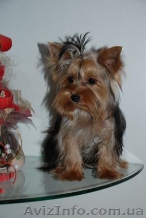 Самые лучшие щенки йорка!!! - <ro>Изображение</ro><ru>Изображение</ru> #1, <ru>Объявление</ru> #81953