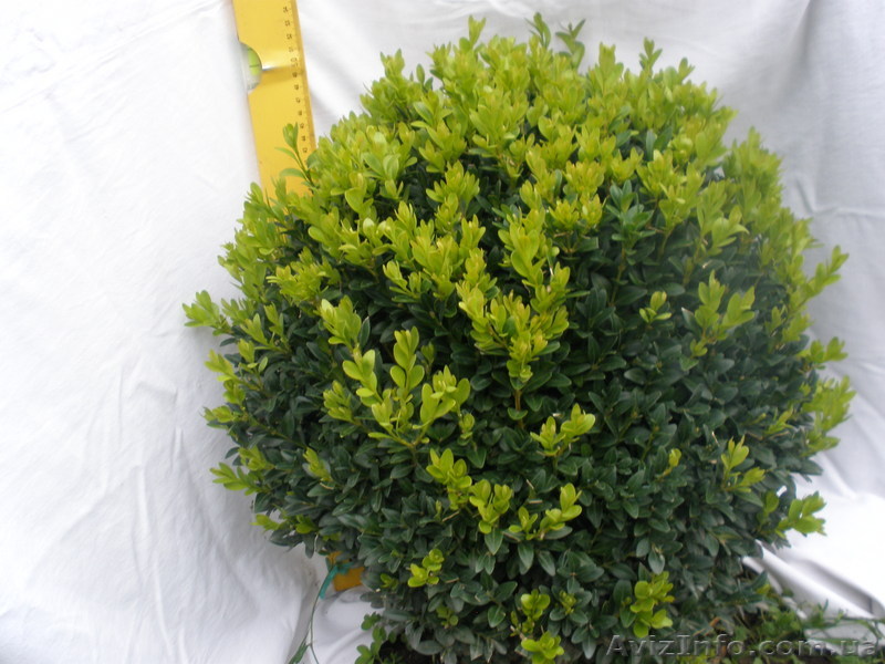 Самшит для любого потребителя - <ro>Изображение</ro><ru>Изображение</ru> #1, <ru>Объявление</ru> #79739