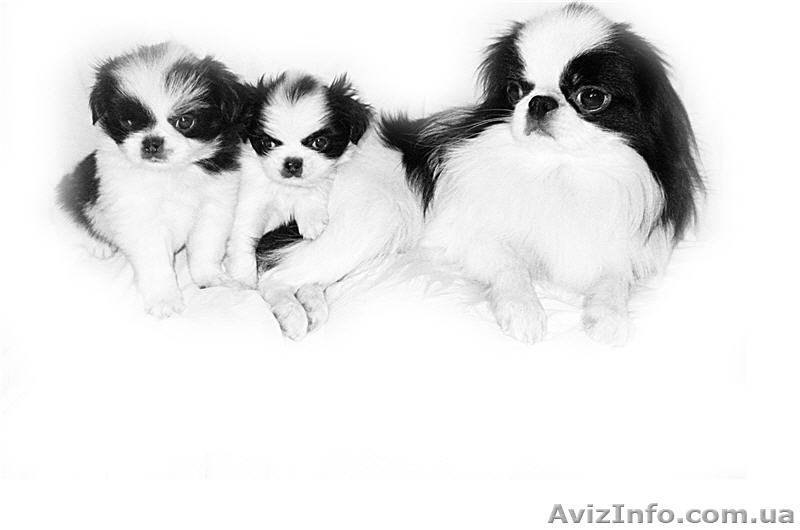 Японский хин-мальчики - <ro>Изображение</ro><ru>Изображение</ru> #1, <ru>Объявление</ru> #84974