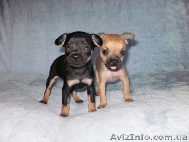 Той терьер. Продажа щенков. - <ro>Изображение</ro><ru>Изображение</ru> #1, <ru>Объявление</ru> #77298