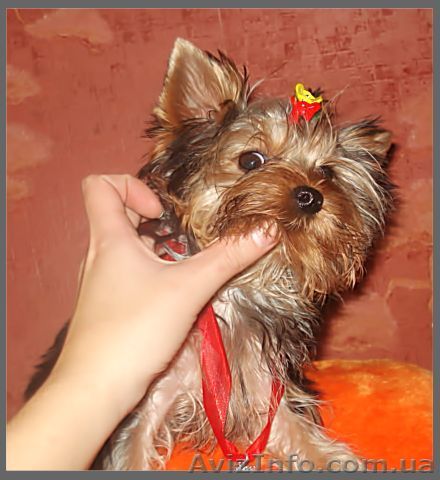 Йоркширский терьер, щеночки - <ro>Изображение</ro><ru>Изображение</ru> #1, <ru>Объявление</ru> #99627