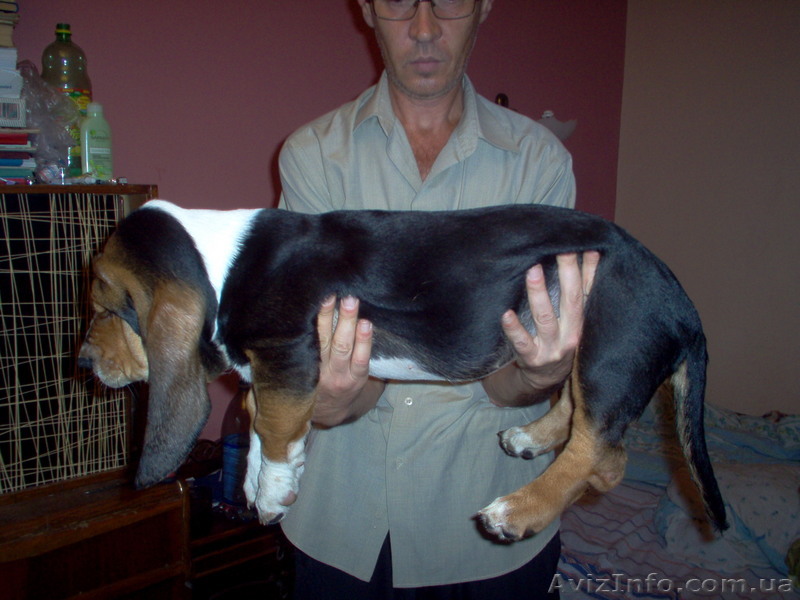 Предлагаются щенки Бассет Хаунд - <ro>Изображение</ro><ru>Изображение</ru> #1, <ru>Объявление</ru> #87875