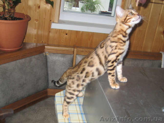 Бенгальские   котята (пятнистые леопардики) - <ro>Изображение</ro><ru>Изображение</ru> #1, <ru>Объявление</ru> #93530