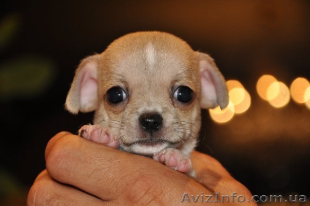 щенки чихуа-хуа - <ro>Изображение</ro><ru>Изображение</ru> #1, <ru>Объявление</ru> #99502