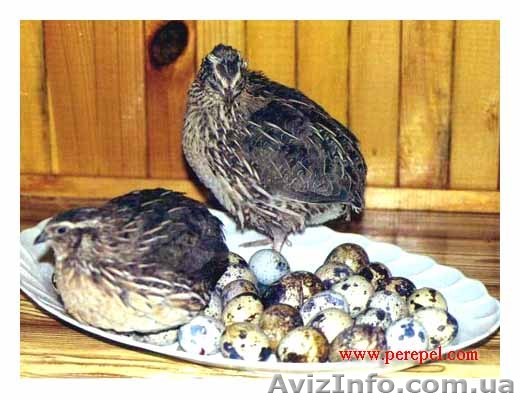 продам перепелов одесса - <ro>Изображение</ro><ru>Изображение</ru> #1, <ru>Объявление</ru> #107527