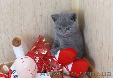 Британские плюшевые котята - <ro>Изображение</ro><ru>Изображение</ru> #1, <ru>Объявление</ru> #104523