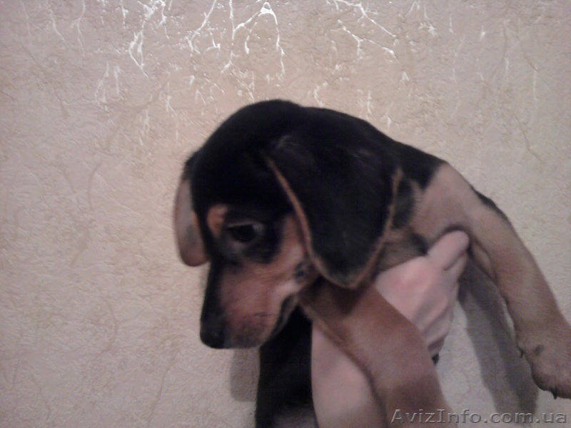 Щенок таксы черно-подпалый - <ro>Изображение</ro><ru>Изображение</ru> #1, <ru>Объявление</ru> #135154
