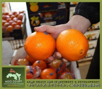 Апельсин Navel из Египта - <ro>Изображение</ro><ru>Изображение</ru> #1, <ru>Объявление</ru> #133261