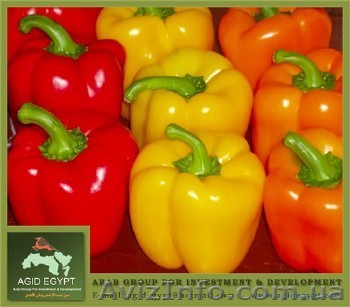 Перец сладкий из Египта - <ro>Изображение</ro><ru>Изображение</ru> #1, <ru>Объявление</ru> #133265