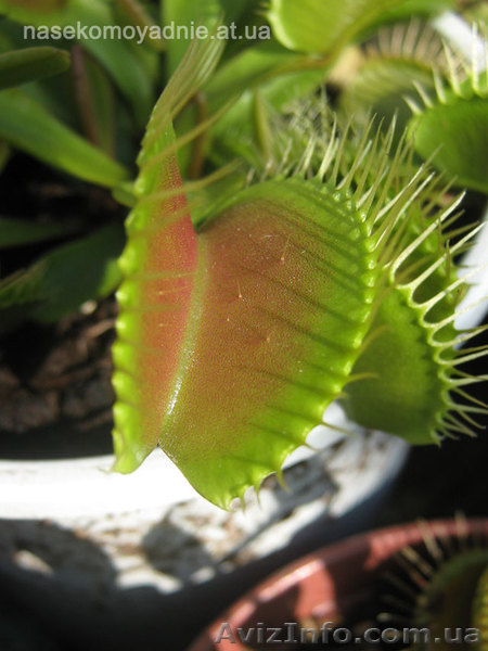 Растения-хищники, семена плотоядных растений - <ro>Изображение</ro><ru>Изображение</ru> #1, <ru>Объявление</ru> #149113