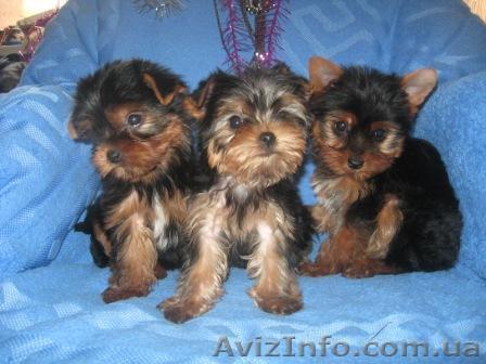 Элитные  Щеночки Йоркширского терьера  - <ro>Изображение</ro><ru>Изображение</ru> #1, <ru>Объявление</ru> #146781