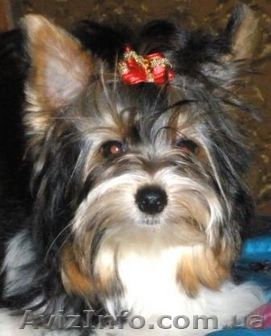 Продам щенка породы бивер йорк девочка - <ro>Изображение</ro><ru>Изображение</ru> #1, <ru>Объявление</ru> #158366