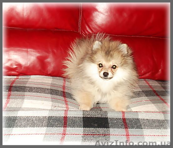 Карликовый померанский шпиц - <ro>Изображение</ro><ru>Изображение</ru> #1, <ru>Объявление</ru> #180819