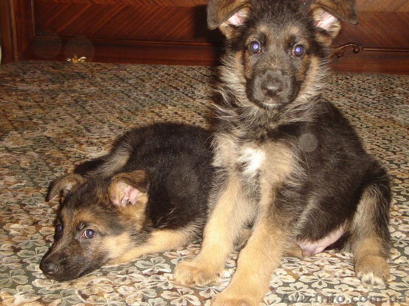 Продам щенков Немца - <ro>Изображение</ro><ru>Изображение</ru> #1, <ru>Объявление</ru> #168456