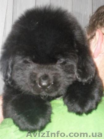 Щенки породы ньюфаундленд черного окраса - <ro>Изображение</ro><ru>Изображение</ru> #1, <ru>Объявление</ru> #158373