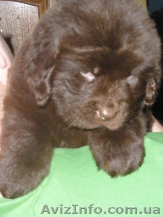 Щенки породы ньюфаундленд редкого коричневого окраса - <ro>Изображение</ro><ru>Изображение</ru> #1, <ru>Объявление</ru> #158375