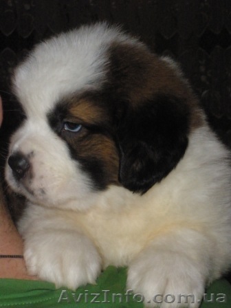 Продам щенков породы сенбернар - <ro>Изображение</ro><ru>Изображение</ru> #1, <ru>Объявление</ru> #158370