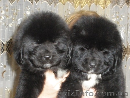Продам алиментных щенков породы ньюфаундленд - <ro>Изображение</ro><ru>Изображение</ru> #1, <ru>Объявление</ru> #158364