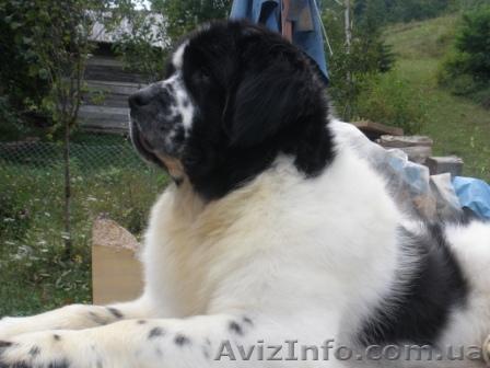 Предлагается  к разведению бело-черный кобель породы ньюфаундленд - <ro>Изображение</ro><ru>Изображение</ru> #1, <ru>Объявление</ru> #158380